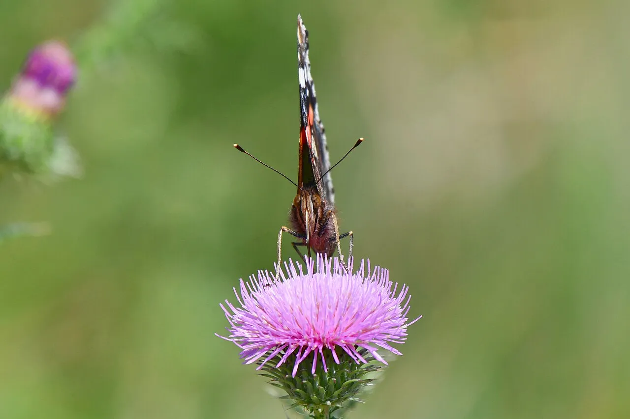 A Red Admiral butterfly resting on a thistle flower, showing the underside of its wings.