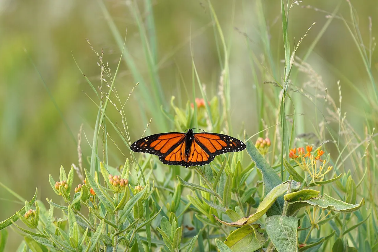 A male monarch butterfly with open orange and black wings on butterfly milkweed in a Minnesota meadow.