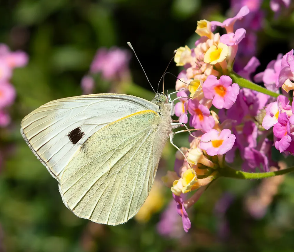 A Large white butterfly with white wings and black wingtip markings perched on lantana flowers in Greece.